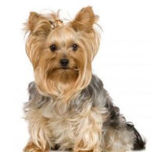 Meet your Posher, Barbara